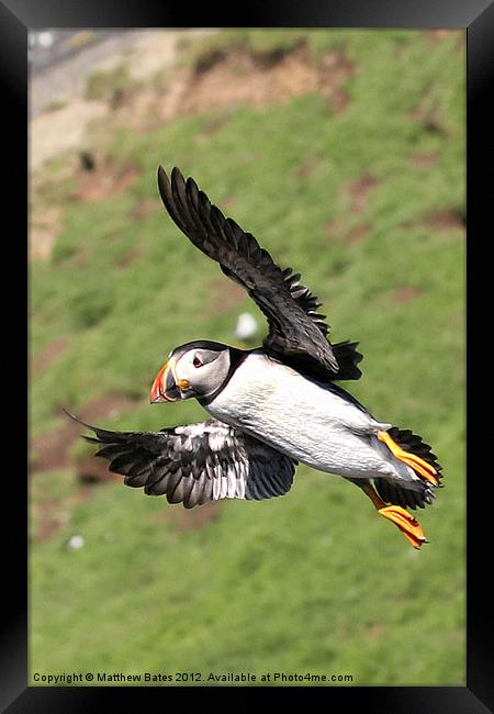 Puffin in Flight Framed Print by Matthew Bates