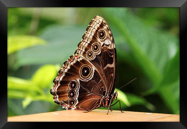 Common Morpho Butterfly Framed Print by Matthew Bates