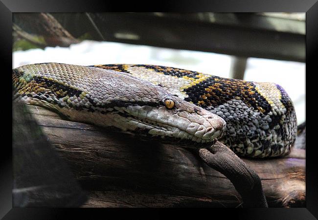 Reticulated Python Framed Print by Matthew Bates