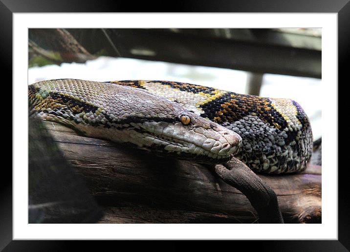 Reticulated Python Framed Mounted Print by Matthew Bates