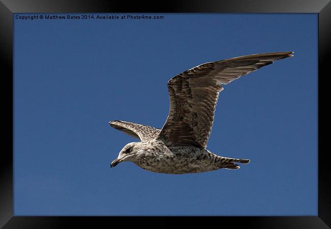 Young Seagull Framed Print by Matthew Bates
