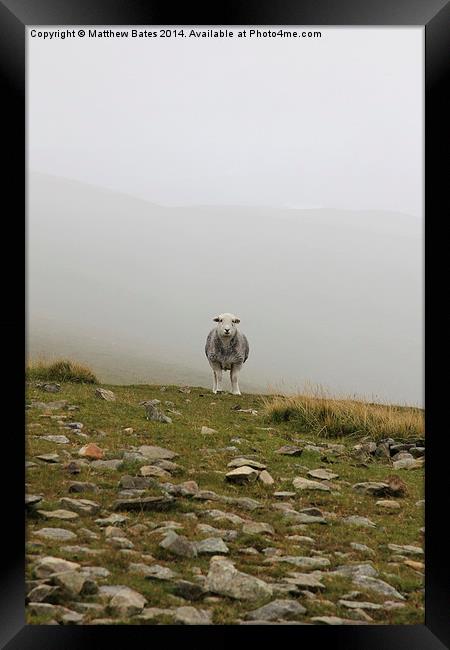 Demon sheep of Helvellyn Framed Print by Matthew Bates