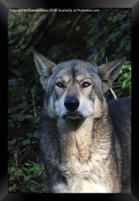  Iberian Wolf Framed Print by Matthew Bates