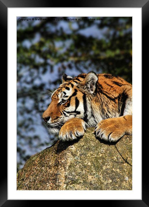 Tiger Framed Mounted Print by Matthew Bates