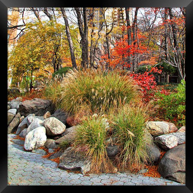 Autumnal flower bed Framed Print by Matthew Bates