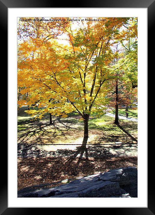  Central Park trees Framed Mounted Print by Matthew Bates