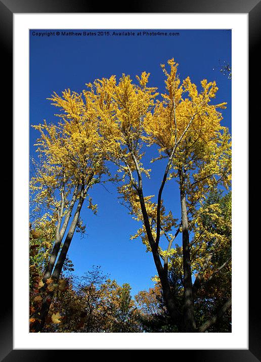 Autumnal trees Framed Mounted Print by Matthew Bates