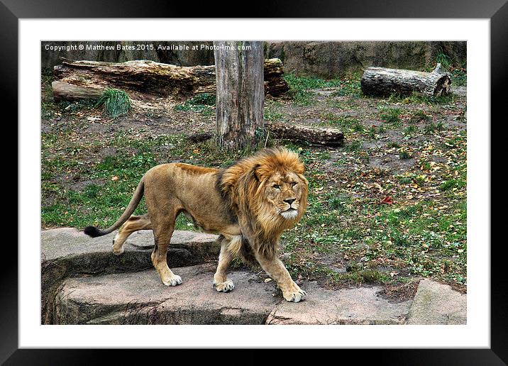 Male Lion  Framed Mounted Print by Matthew Bates
