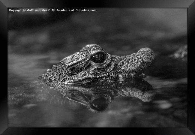  Dwarf Crocodile Framed Print by Matthew Bates