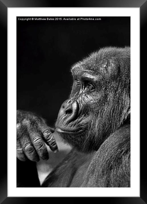  Mr Chimp Framed Mounted Print by Matthew Bates