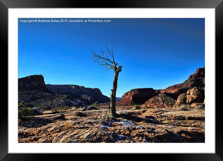  Desert Tree Framed Mounted Print by Matthew Bates