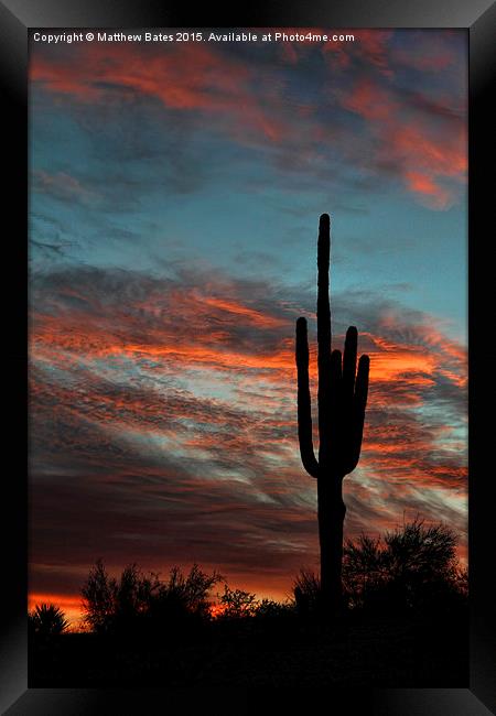 Saguaro Cactus Framed Print by Matthew Bates