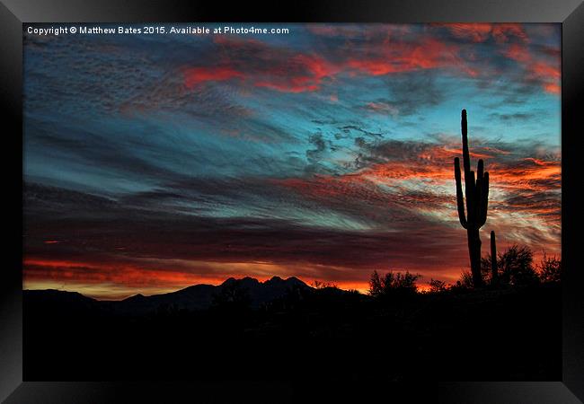 Desert Cactus Framed Print by Matthew Bates