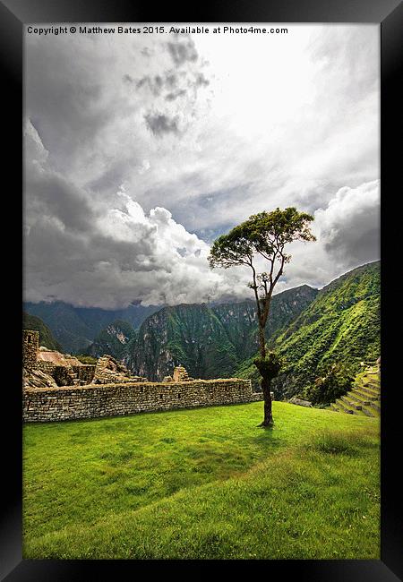 Machu Picchu lone tree Framed Print by Matthew Bates