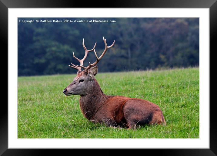Red Stag Framed Mounted Print by Matthew Bates