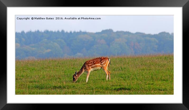 Fallow Deer Framed Mounted Print by Matthew Bates