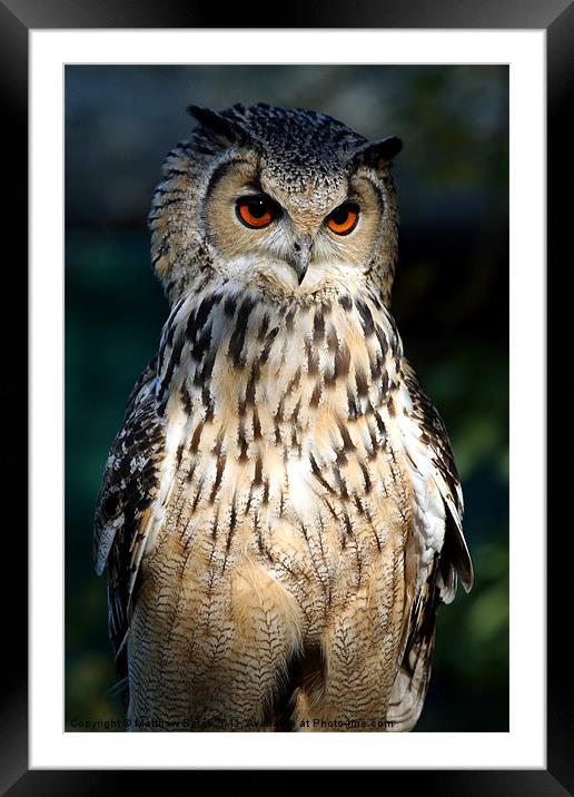 European Eagle Owl Framed Mounted Print by Matthew Bates