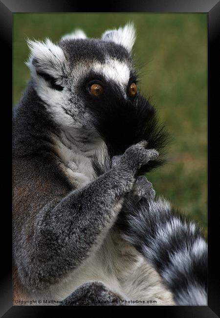 Naughty Lemur Framed Print by Matthew Bates