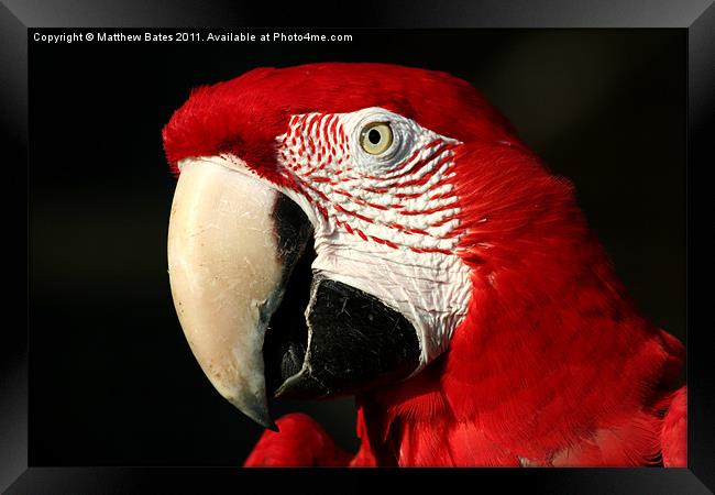 Red Macaw Framed Print by Matthew Bates
