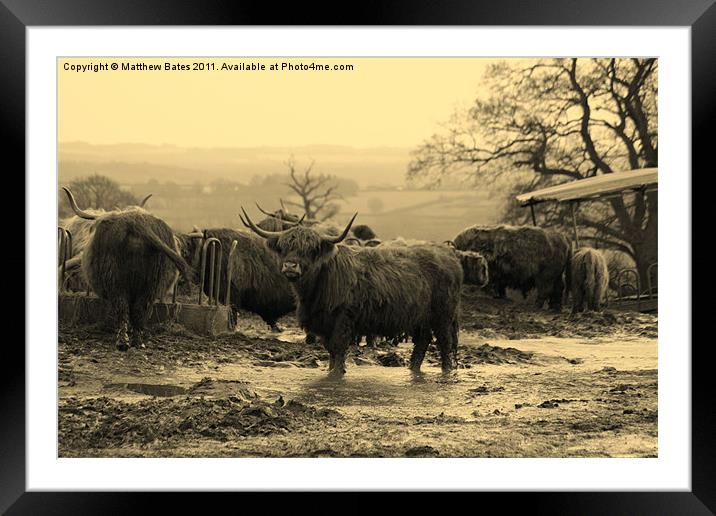 Cows in Sepia Framed Mounted Print by Matthew Bates
