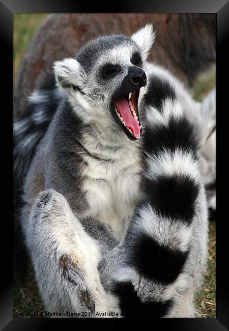 Yawning Lemur Framed Print by Matthew Bates