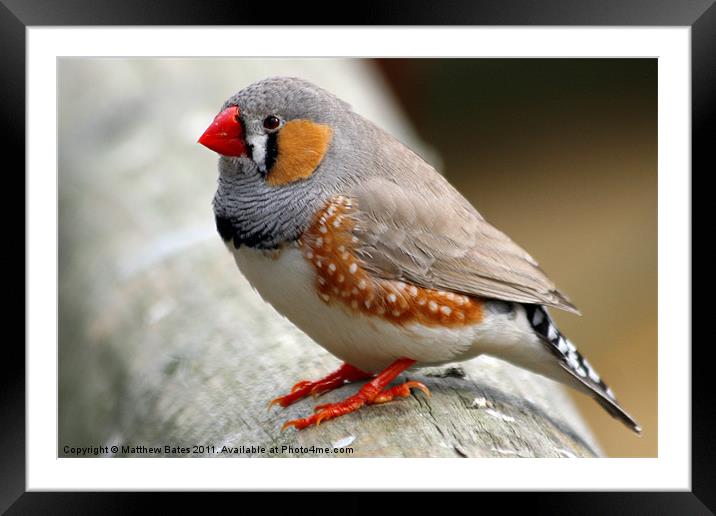 Zebra Finch Framed Mounted Print by Matthew Bates