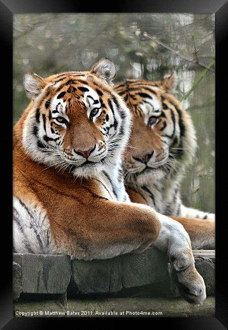 Tiger Double Framed Print by Matthew Bates