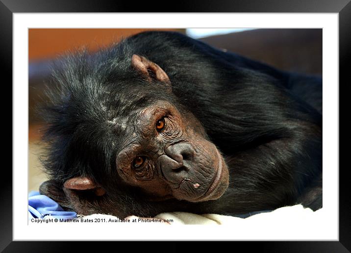 Chimpanzee Stare Framed Mounted Print by Matthew Bates