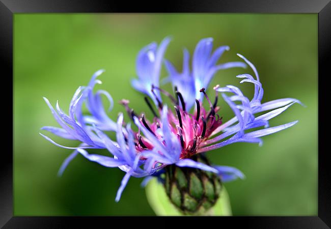 Cornflower (Batchelors Button) Framed Print by Matthew Bates