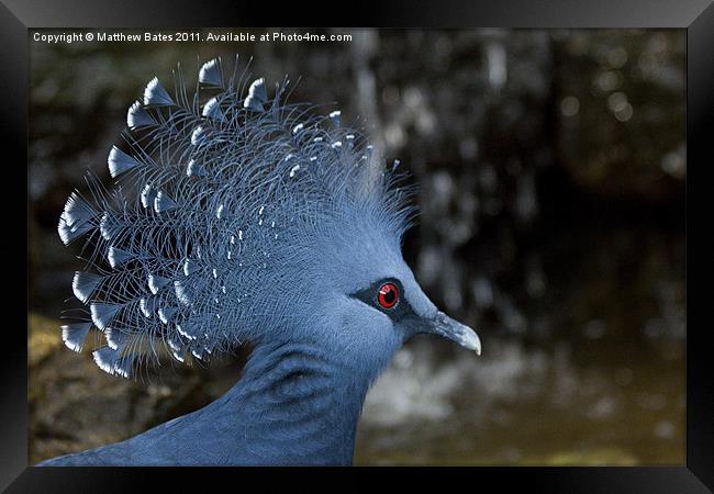 Victoria Crowned Pigeon Framed Print by Matthew Bates
