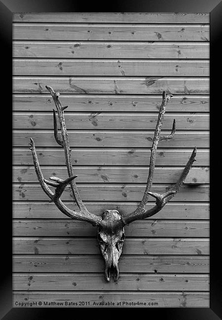 Deer Skull Framed Print by Matthew Bates