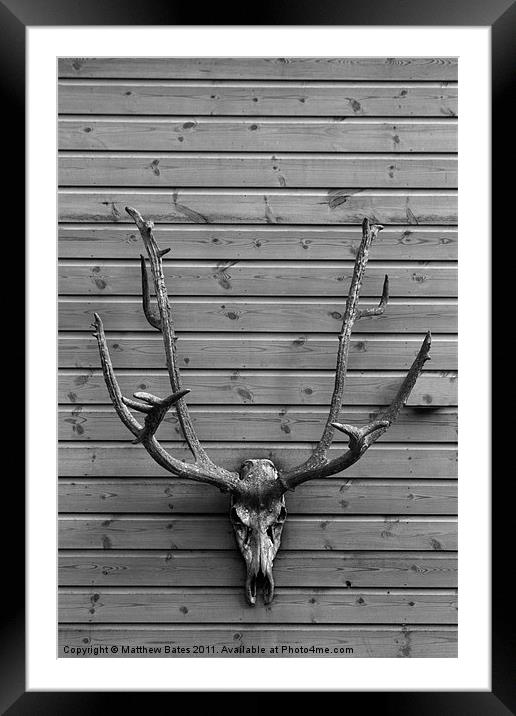 Deer Skull Framed Mounted Print by Matthew Bates