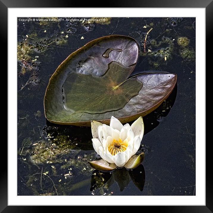 Lily pad and Lotus Framed Mounted Print by Matthew Bates