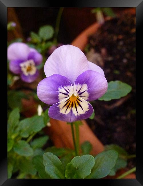 Purple Pansy Framed Print by Lizzie Thomas