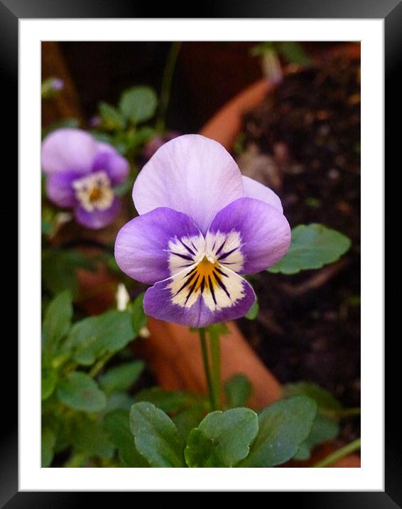 Purple Pansy Framed Mounted Print by Lizzie Thomas