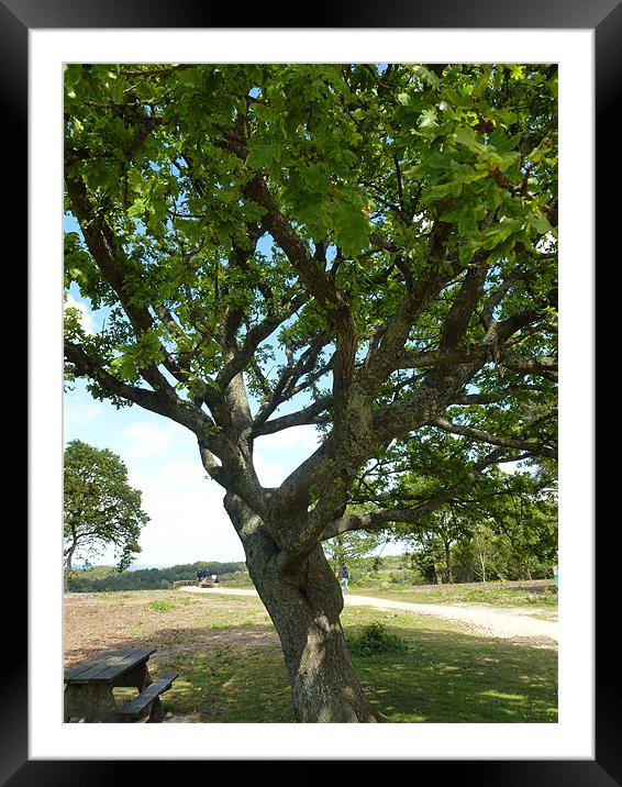 Twisted Oak Tree Framed Mounted Print by Lizzie Thomas