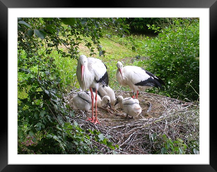 Storks nest (Ciconiidae) Framed Mounted Print by John Biggadike