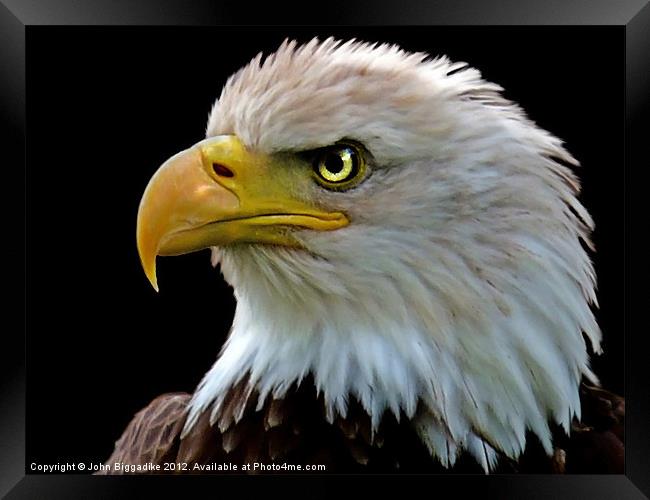 American Bald Eagle Framed Print by John Biggadike