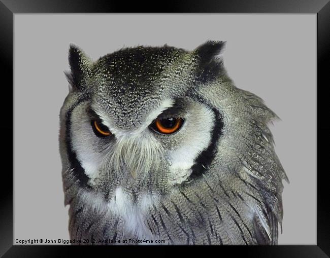 Southern white-faced owl Framed Print by John Biggadike