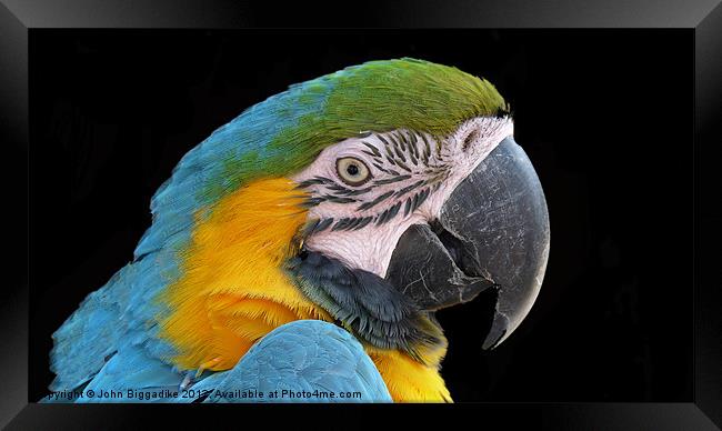 Blue and gold Macaw Framed Print by John Biggadike