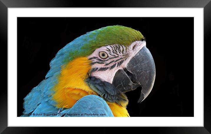 Blue and gold Macaw Framed Mounted Print by John Biggadike