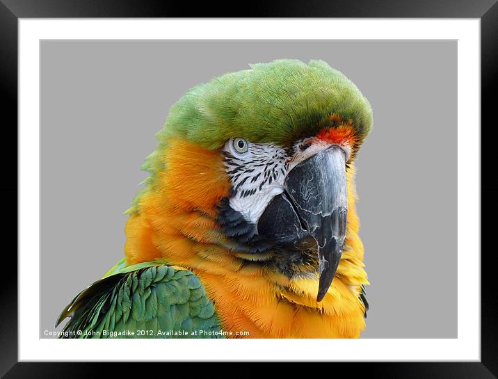 Hybrid Macaw Framed Mounted Print by John Biggadike
