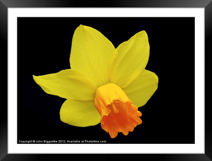 Daffodil or Narcissus Framed Mounted Print by John Biggadike