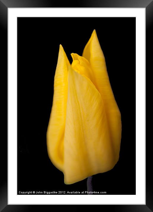 Yellow Tulip Framed Mounted Print by John Biggadike