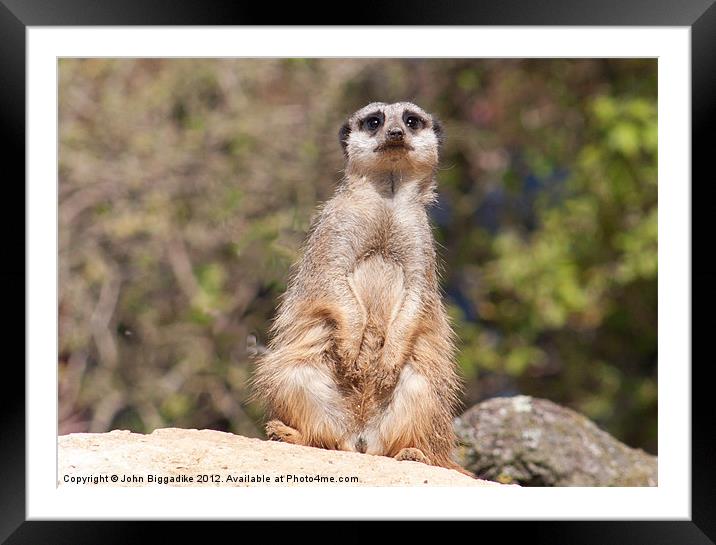 Meerkat on duty Framed Mounted Print by John Biggadike