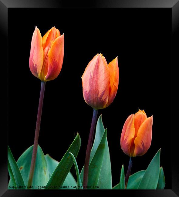 Spring Tulips Framed Print by John Biggadike