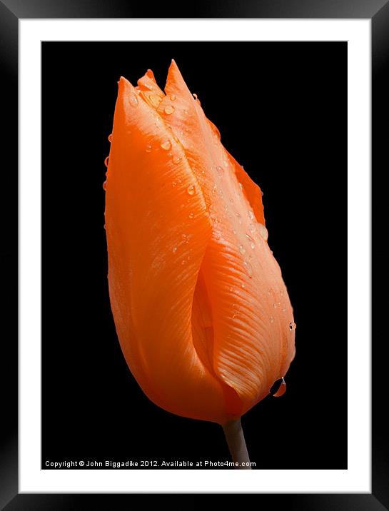 Orange Tulip head after rainshower Framed Mounted Print by John Biggadike