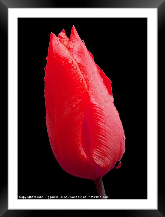 Red Tulip head after rainshower Framed Mounted Print by John Biggadike
