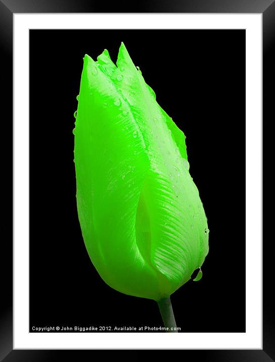 Green Tulip after Rainshower. Framed Mounted Print by John Biggadike