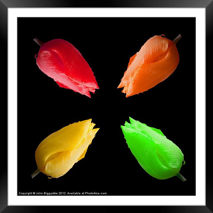 Tulip Montage with raindrops Framed Mounted Print by John Biggadike